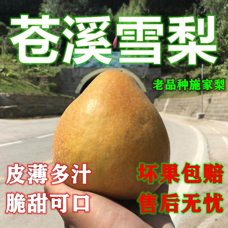 脆甜多汁雪梨黄金梨翠冠梨施家梨