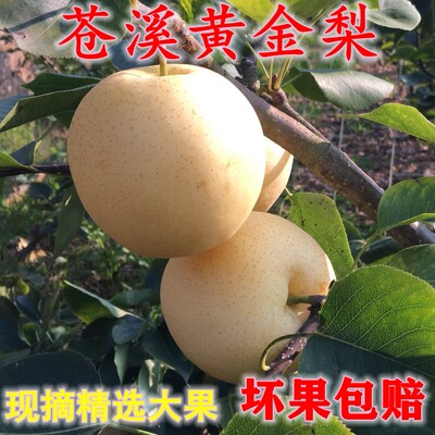 四川苍溪黄金梨新鲜水果孕妇