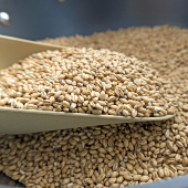 2025年自种新小麦农家特产五谷杂粮熟小麦粒手工炒制磨制全麦粉