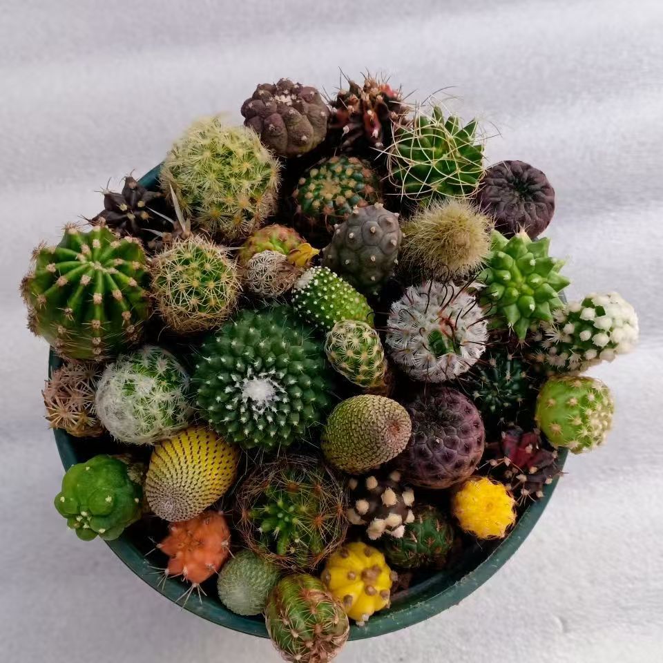 仙人球套餐彩草丽花红太阳绯花玉多肉植物
