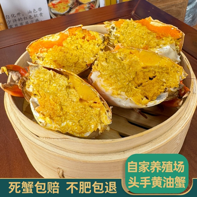 江记鲜生黄油蟹母蟹鲜活野生青蟹