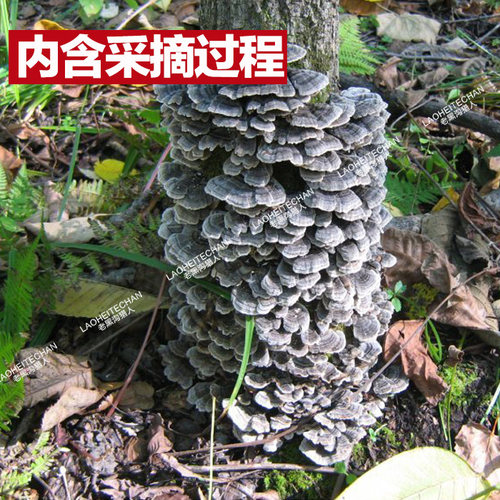 野生芸芝 长白山野生灵芝 芸芝 云芝片长白山云芝蘑整枝灵芝 - 封面