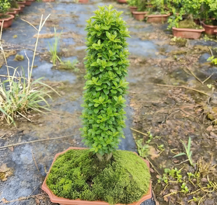 小叶女贞子小老桩从林桩盆栽地栽易活造型树观光树