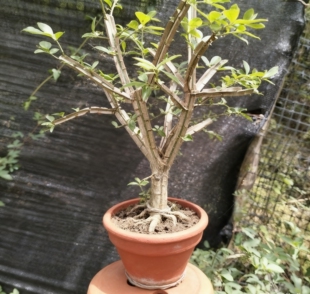 鬼箭羽鬼见愁木棍原木老桩鬼见愁鬼见愁大苗种苗