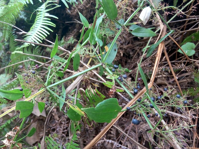 野生血见愁新鲜中药材包邮