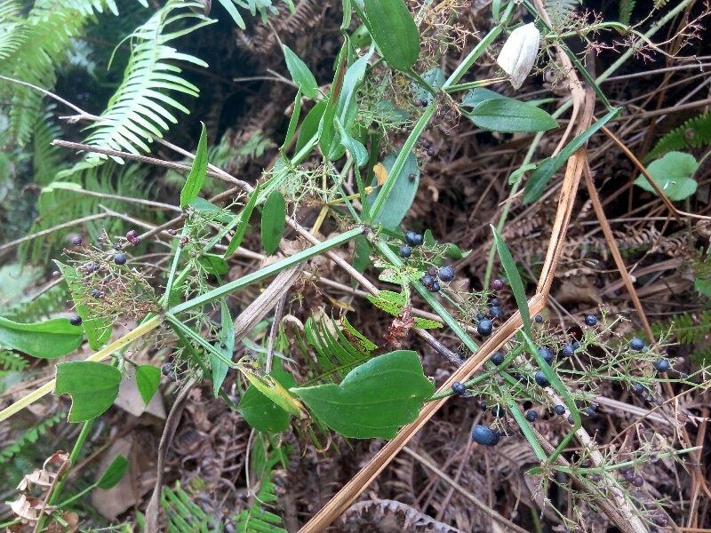 特价深山中药材新款红茜草血见愁红根草茜草纯根新鲜现挖包邮 传统滋补营养品 其他药食同源食品 原图主图