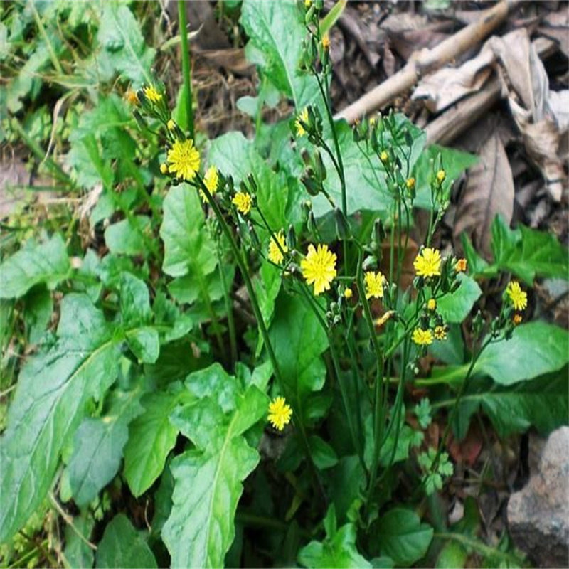 黄花菜黄鹤菜黄鹌菜土芥菜