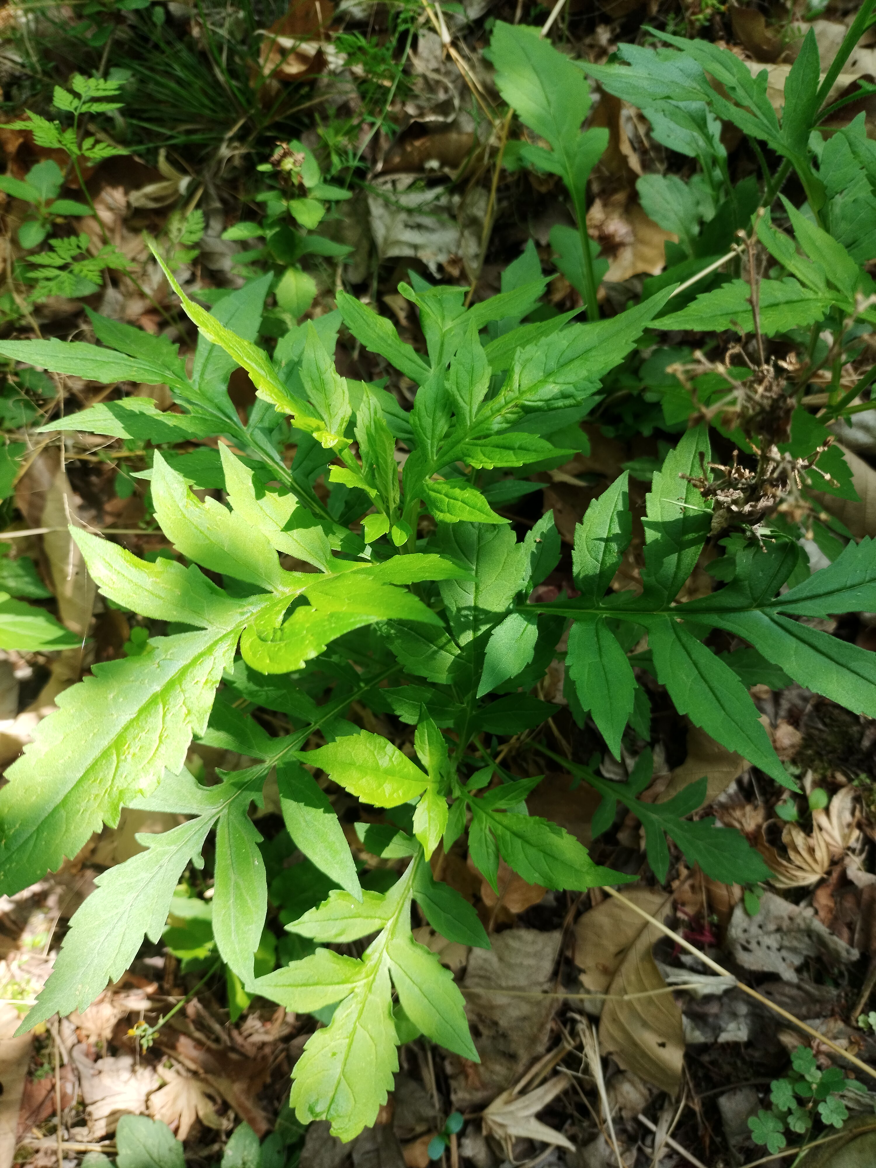 新鲜败酱草
