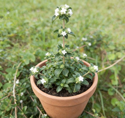 六月雪苗路边荆苗白马骨苗药食同源盆栽地栽易活