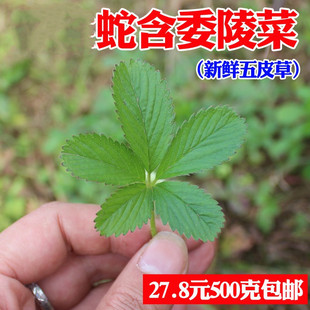 新鲜五皮草全草中草药蛇含委陵菜五皮风儿蛇含草头苗现采现发