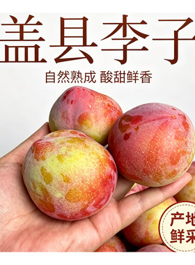东北盖县李子新鲜李子