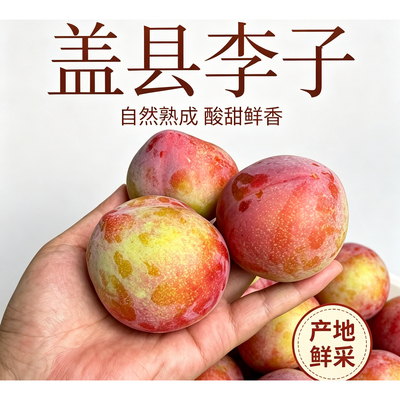 东北盖县李子新鲜李子