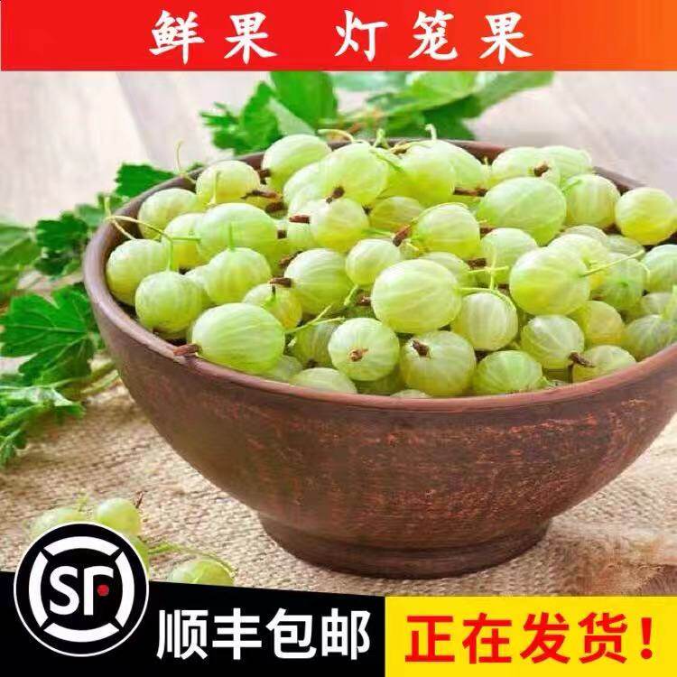 灯笼果酸子鲜果东北新鲜当季水果醋栗鹅梅野生浆果绿刺果酸子粒