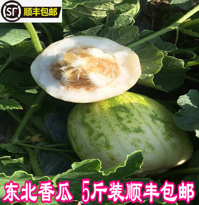 东北香瓜花姑娘小甜瓜新鲜5斤水甜瓜