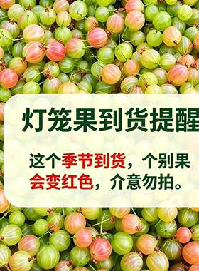 新鲜灯笼果鲜果醋栗酸子粒酸梅