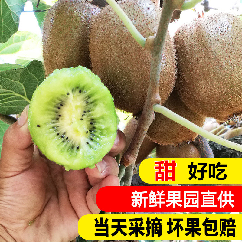 江山正宗徐香猕猴桃新鲜应季水果绿心奇异果弥猕猴桃带箱大果5斤,水产肉类/新鲜蔬果/熟食,奇异果/猕猴桃,淘宝优惠券,粉丝福利购,淘宝优惠卷