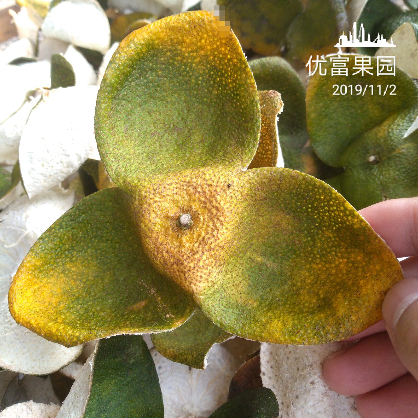 广东江门新会茶枝柑老树柑皮鲜果 纯生晒陈皮干陈皮茶500克