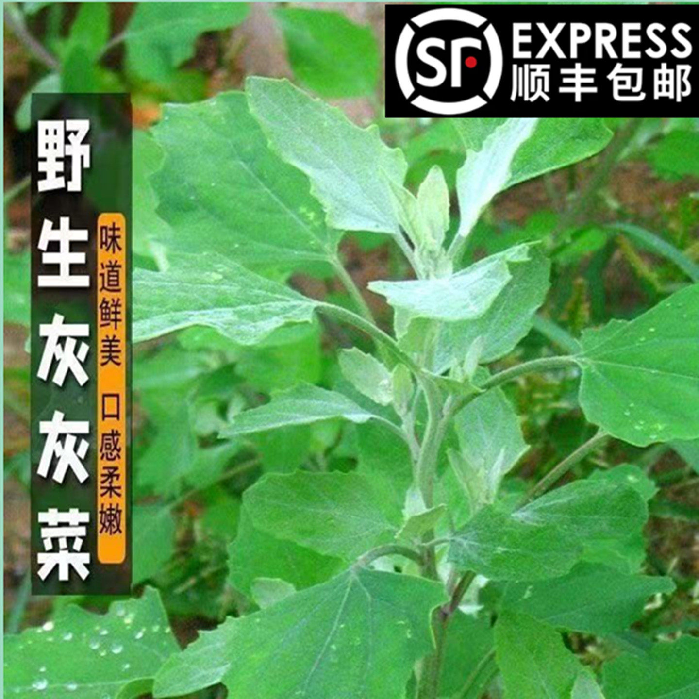 贵州新鲜野生灰灰菜野菜灰灰菜野新鲜野菜大全新鲜新鲜灰灰菜