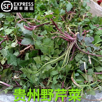 贵州野芹菜红芹菜小叶芹新鲜野菜