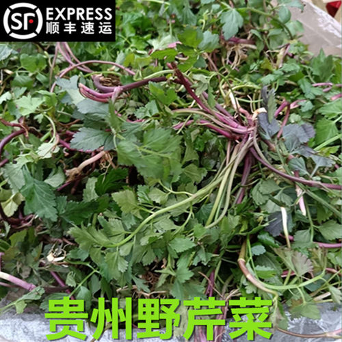 贵州野芹菜红芹菜小叶芹新鲜野菜