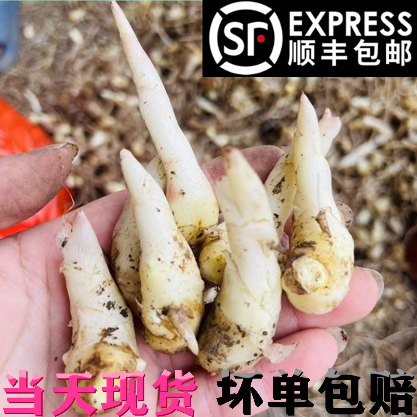嫩姜芽新鲜鲜姜牙贵州嫩芽正宗姜芽嫩姜新鲜新鲜姜牙新鲜嫩生姜芽