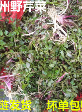 顺丰贵州高山野芹菜新鲜红芹菜
