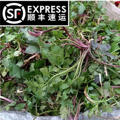 贵州野菜野芹菜小叶芹农村野菜
