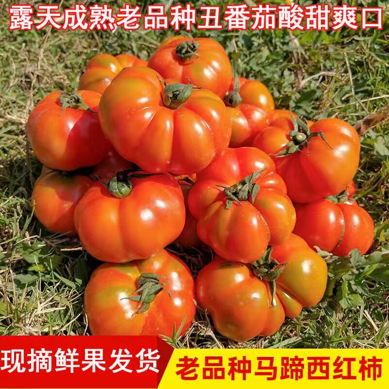 贵州马蹄番茄老品种西红柿农家种