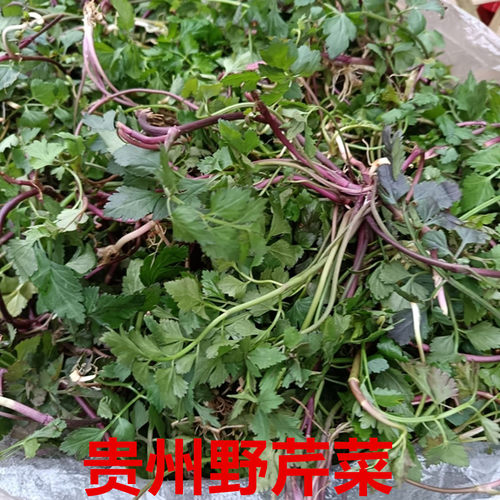 贵州野菜野芹菜小叶芹农村野菜
