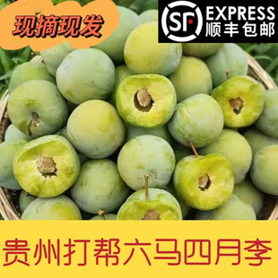 正宗贵州镇宁青脆李李水果李子四月脱骨李偏酸贵州李子贵州青脆李