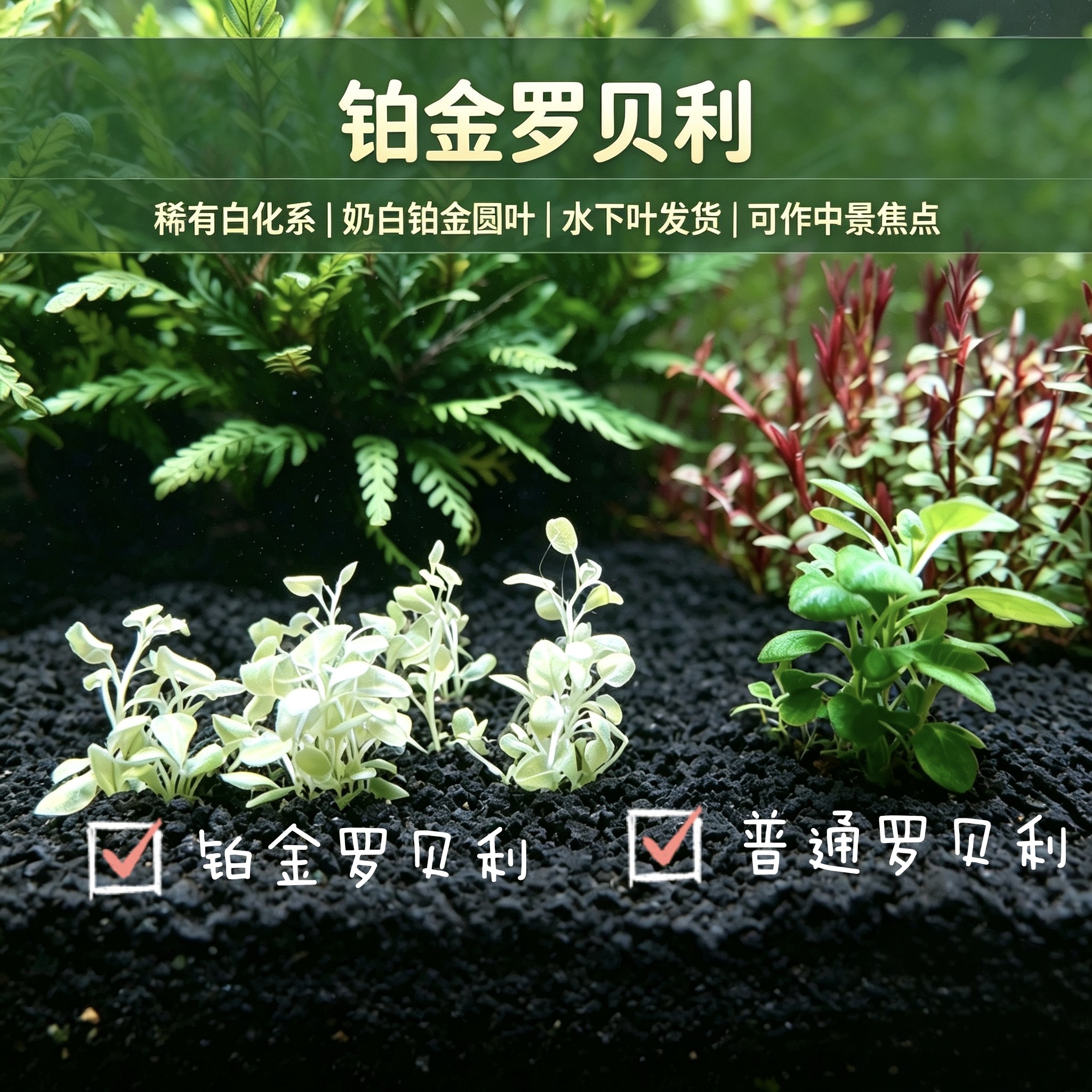 铂金罗贝利雪花罗贝利新品高端稀有中景水草荷兰景菜园子白化