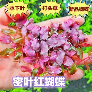 密叶蝴蝶水草打头草水下叶中景草鱼草缸造景高端新品稀有荷兰景