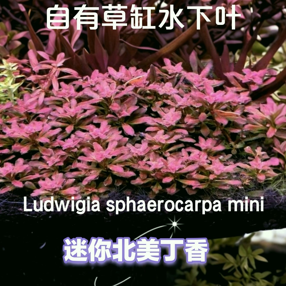 迷你北美丁香高端新品水草