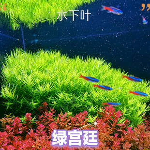 绿宫廷水下叶阳性草荷兰景草缸造景开缸绿草中后景草菜园子