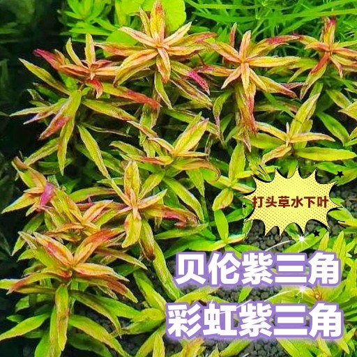 贝伦紫三角彩虹紫三角水草稀有中后景水下叶鱼缸水草缸造景开缸