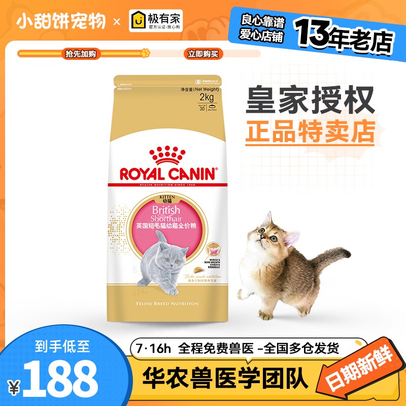 皇家英短2kg金渐层幼猫