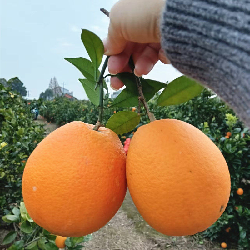 现摘脐橙5斤 新鲜手剥甜橙子当季新鲜水果湖南发货甜橙,水产肉类/新鲜蔬果/熟食,橙,淘宝优惠券,粉丝福利购,淘宝优惠卷