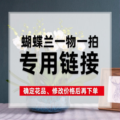 【蝴蝶兰一物一拍】精选好苗所见即所得