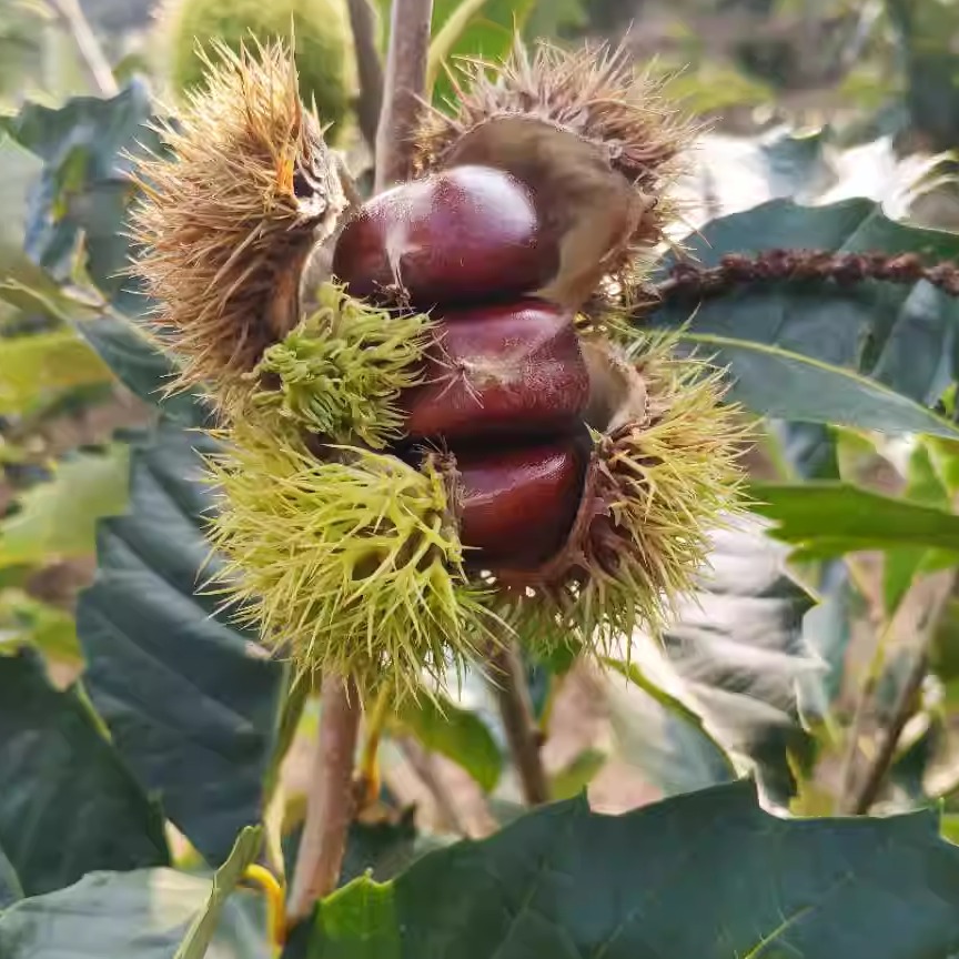 2025年河北农家新鲜燕山油栗板栗