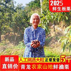 2025年青龙板栗 新鲜生秦皇岛特产 出口级青龙油栗子燕山甘栗油栗