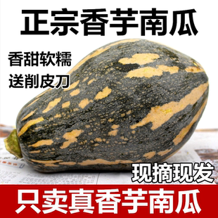 正宗广西香芋南瓜宝宝辅食芋头味老小南瓜新鲜蔬菜非贝贝板栗南瓜