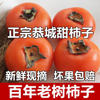 正宗恭城甜柿子8.8元一箱