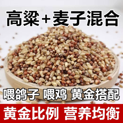 小麦子高粱混合喂鸽子喂鸡鹌鹑渣糁红高梁营养鸽粮食保健砂观赏鸽