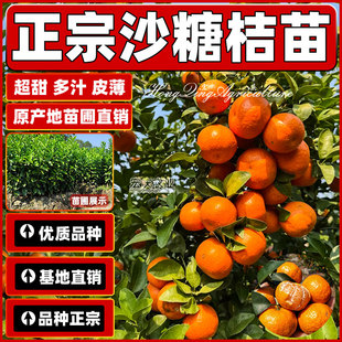 沙糖桔树苗正宗四会砂糖橘苗橘子无籽早熟嫁接高产多汁果树苗