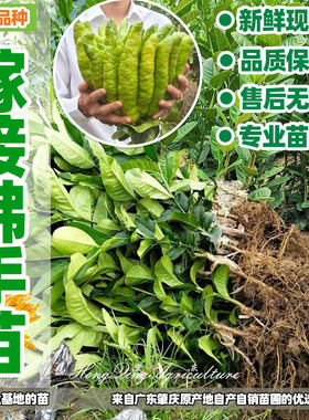 嫁接佛手苗广东高产佛手柑苗金佛手果苗香橼观赏药材盆栽地栽果苗