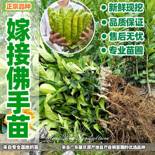 嫁接佛手苗广东高产佛手柑苗金佛手果苗香橼观赏药材盆栽地栽果苗