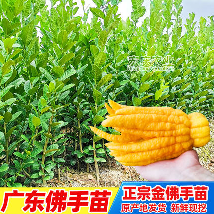佛手苗广东佛手柑苗金佛手果种苗香橼观赏药材用盆栽地栽果苗