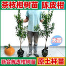 新会陈皮柑树苗茶枝柑苗大红柑正宗小青柑制桔普茶嫁接柑桔果苗