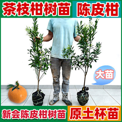 新会陈皮柑树苗茶枝柑苗大红柑正宗小青柑制桔普茶嫁接柑桔果苗