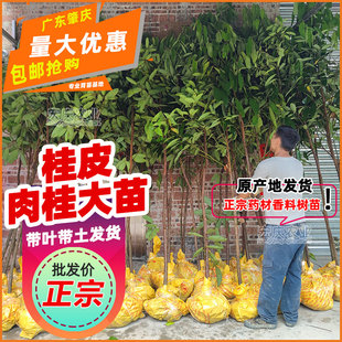 肉桂树苗桂皮苗带土大苗玉桂苗桂苗肉桂皮种子药材药用大树苗
